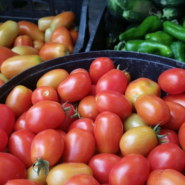 pomodoro biologico