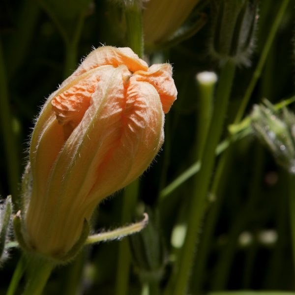 fiori di zucchina