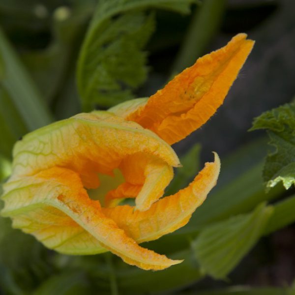 fiori di zucca